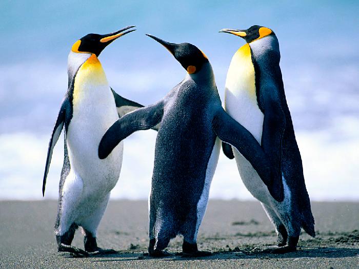 nazev FOTO-Penguins.jpg